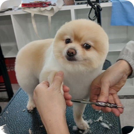 부산 애견미용학원, 30대 직장인 자격증 취득 후기 — 사진 7