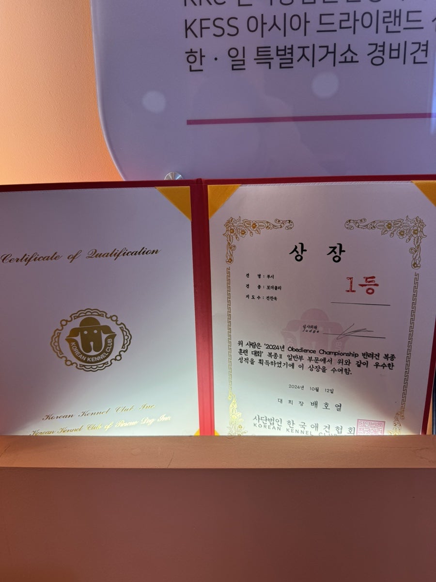 일산 애견유치원 시우스쿨링, 행복한 하루 경험 후기 — 사진 13