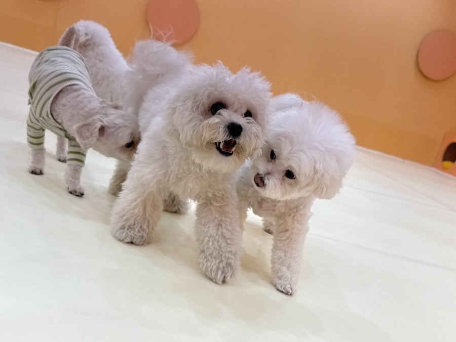 일산 애견유치원 시우스쿨링, 행복한 하루 경험 후기 — 사진 16