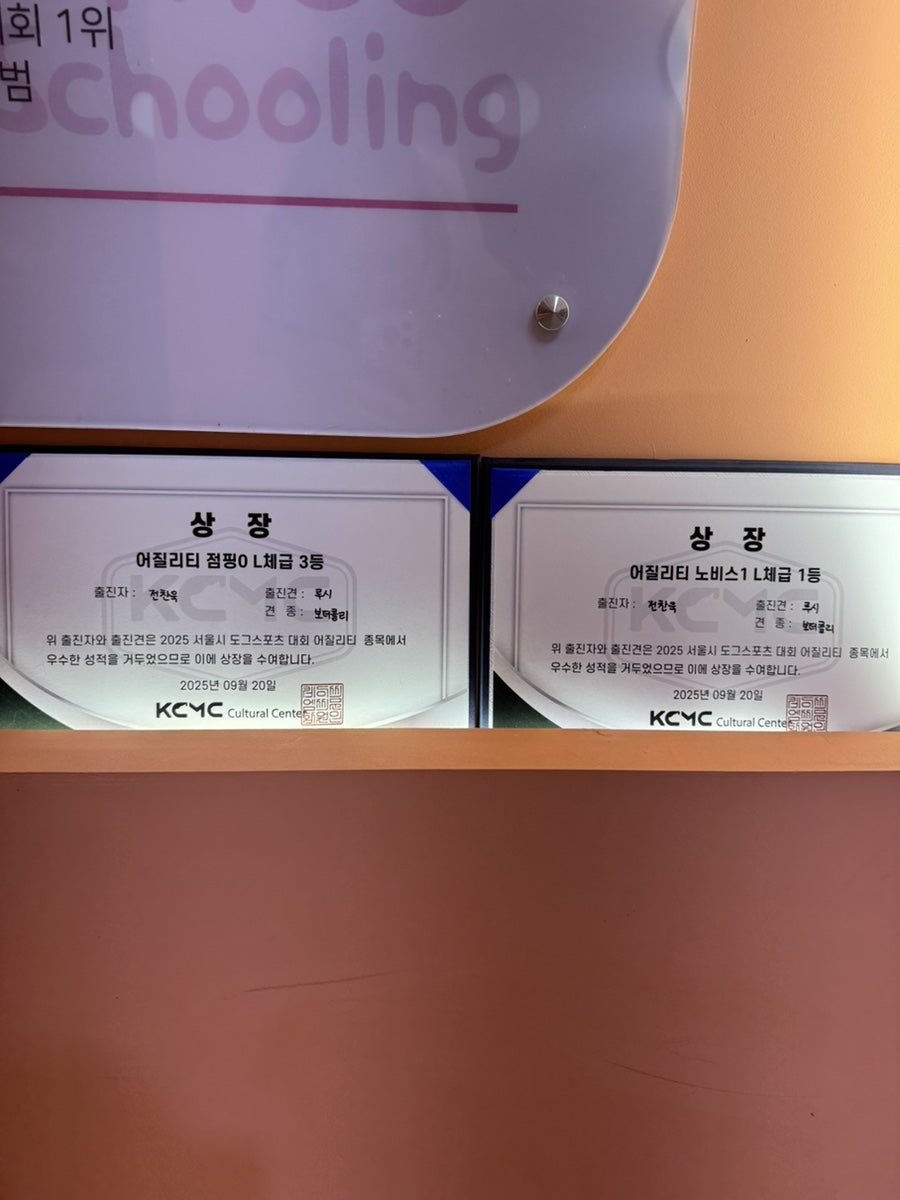일산 애견유치원 시우스쿨링, 행복한 하루 경험 후기 — 사진 14