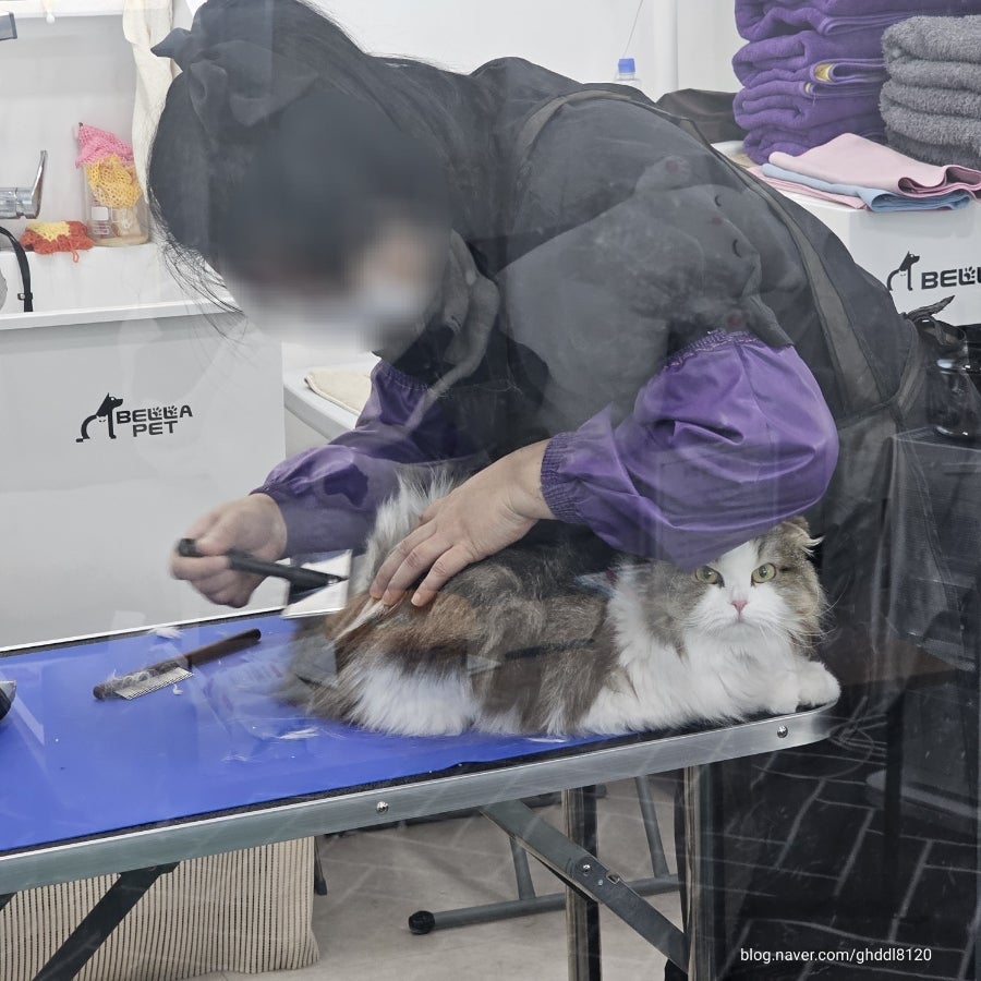 인천 부평 고양이 위생 미용 비용 및 후기 — 사진 7