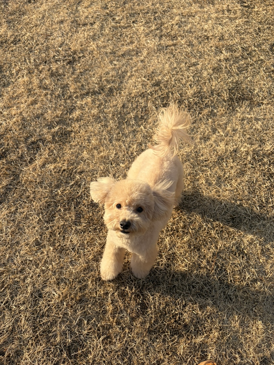 충북 음성 멍그루브 애견 펜션, 독채 프라이빗 후기 — 사진 13