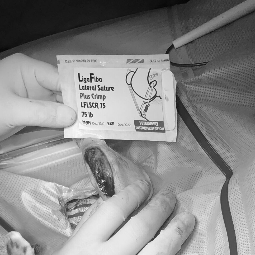 강남 슬개골탈구 3기 수술 후기: 말티즈 투투의 회복 과정 — 사진 9