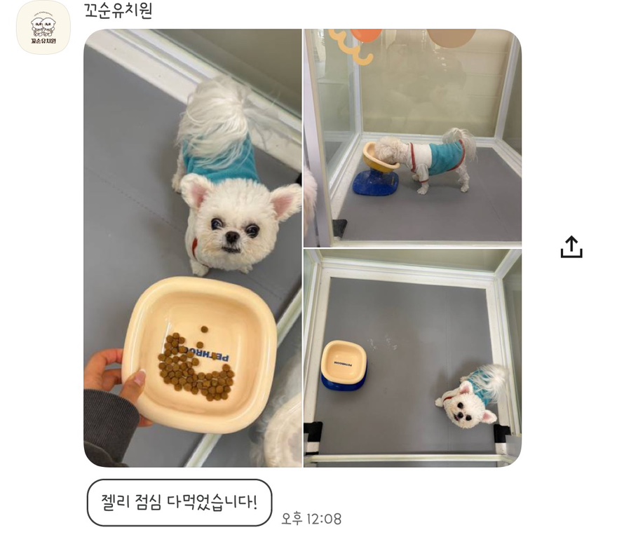 송파 꼬순유치원 솔직 후기: 강아지 사회성 & 놀이 경험 — 사진 11