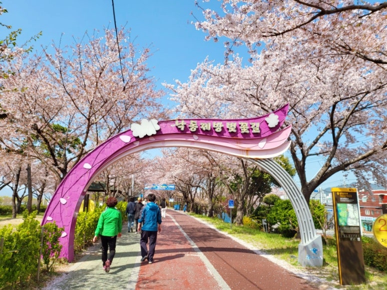 낙동강 제방 12km 벚꽃 터널 전경