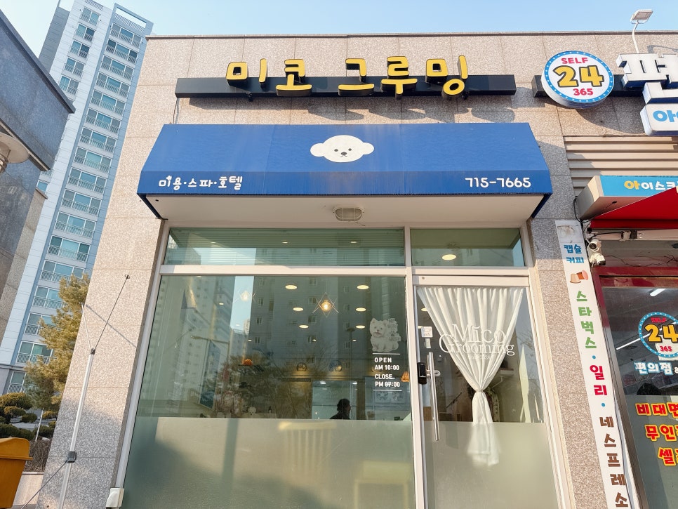 세종 화이트테리어 전문 미용: 웨스티 스트리핑 잘하는 곳 — 사진 2