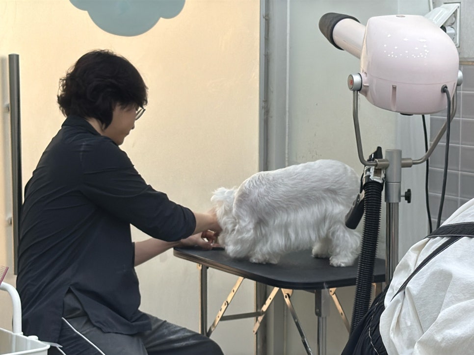 세종 화이트테리어 전문 미용: 웨스티 스트리핑 잘하는 곳 — 사진 9