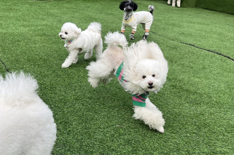 가락동 애견유치원, 우리 강아지 봉숙이의 신나는 하루 후기 — 사진 3