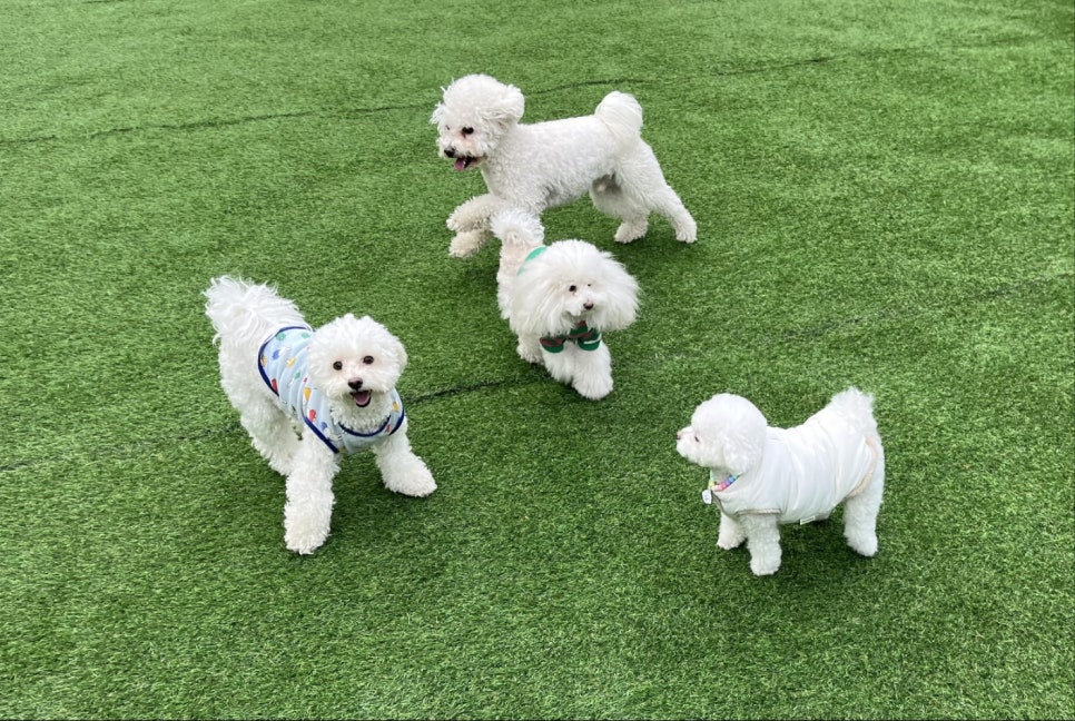 가락동 애견유치원, 우리 강아지 봉숙이의 신나는 하루 후기 — 사진 6