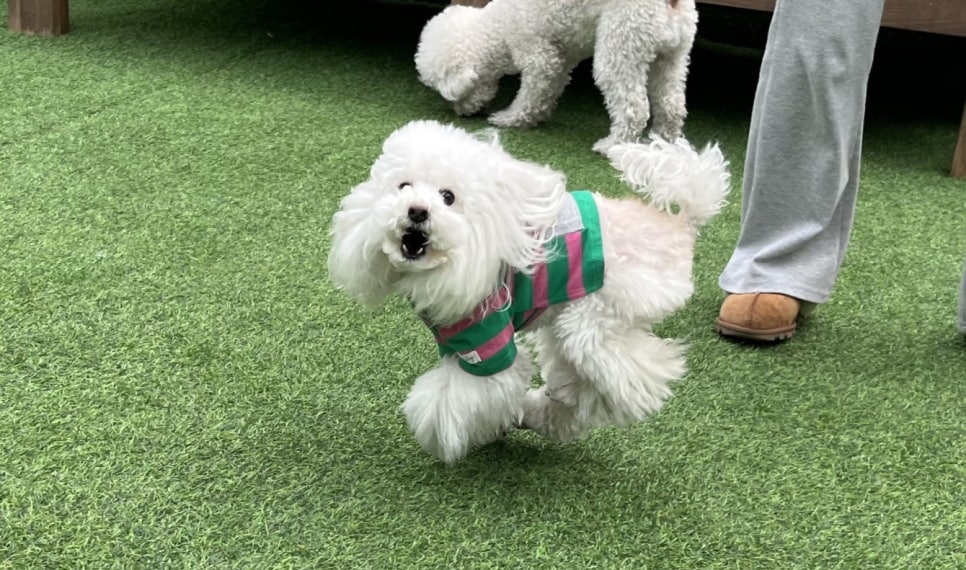 가락동 애견유치원, 우리 강아지 봉숙이의 신나는 하루 후기 — 사진 4