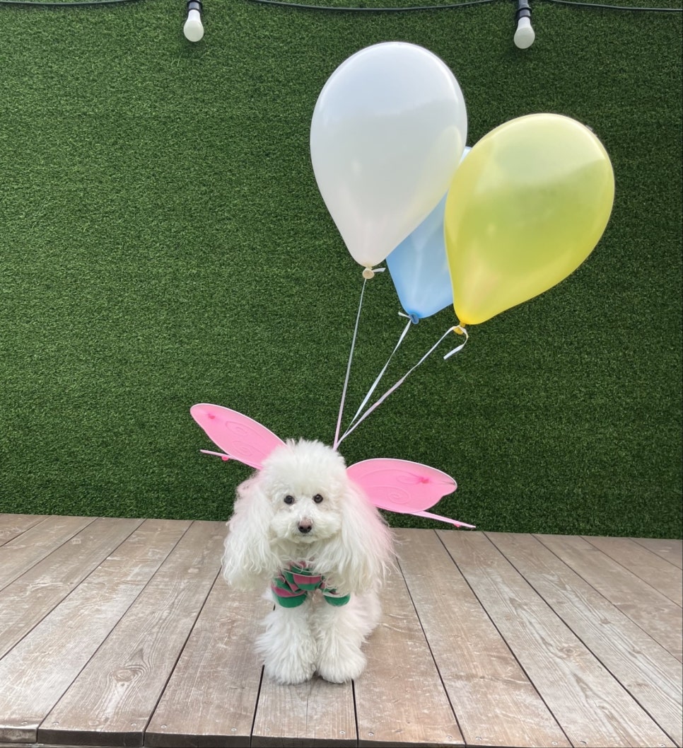 가락동 애견유치원, 우리 강아지 봉숙이의 신나는 하루 후기 — 사진 5