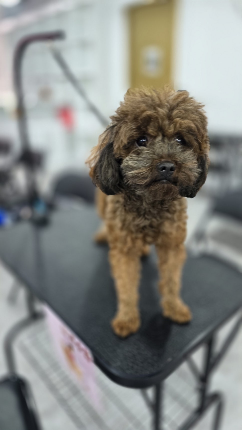 강아지 목욕 거부? 물 적응 교육 5가지와 학원 정보 — 사진 5