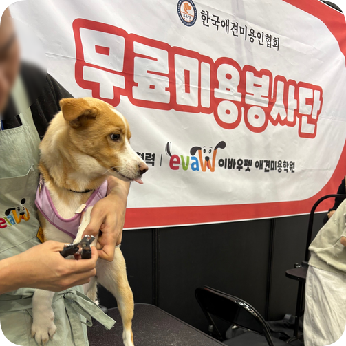 부산 애견미용학원 이바우펫, 펫앤모어 박람회 무료 미용 후기 — 사진 4