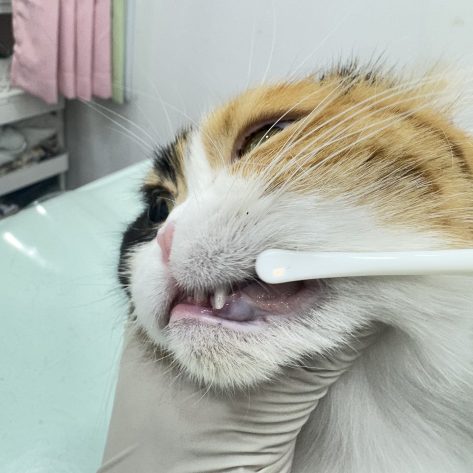 대구 고양이 무마취 미용 후기: 털 관리부터 스파까지 — 사진 4