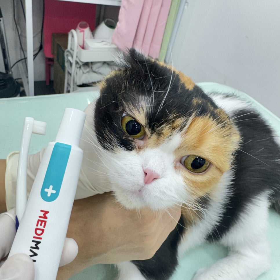 대구 고양이 무마취 미용 후기: 털 관리부터 스파까지