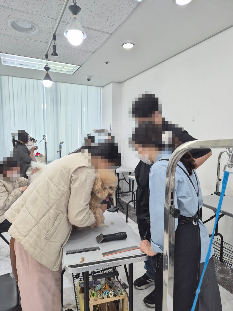 애견미용학원 비용, 자격증 취득까지 현실적인 선택 가이드 — 사진 5