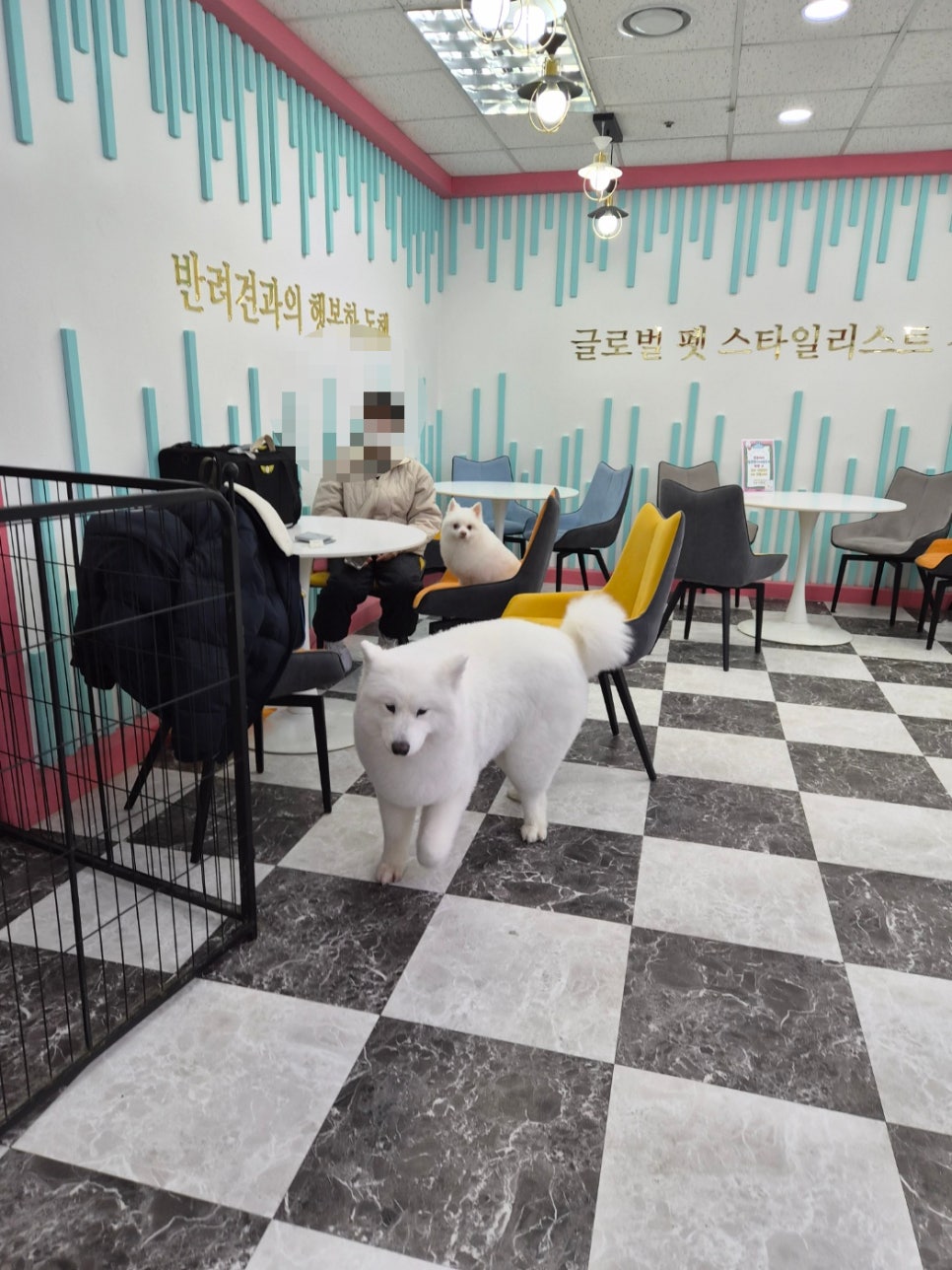 애견미용학원 비용, 자격증 취득까지 현실적인 선택 가이드 — 사진 6