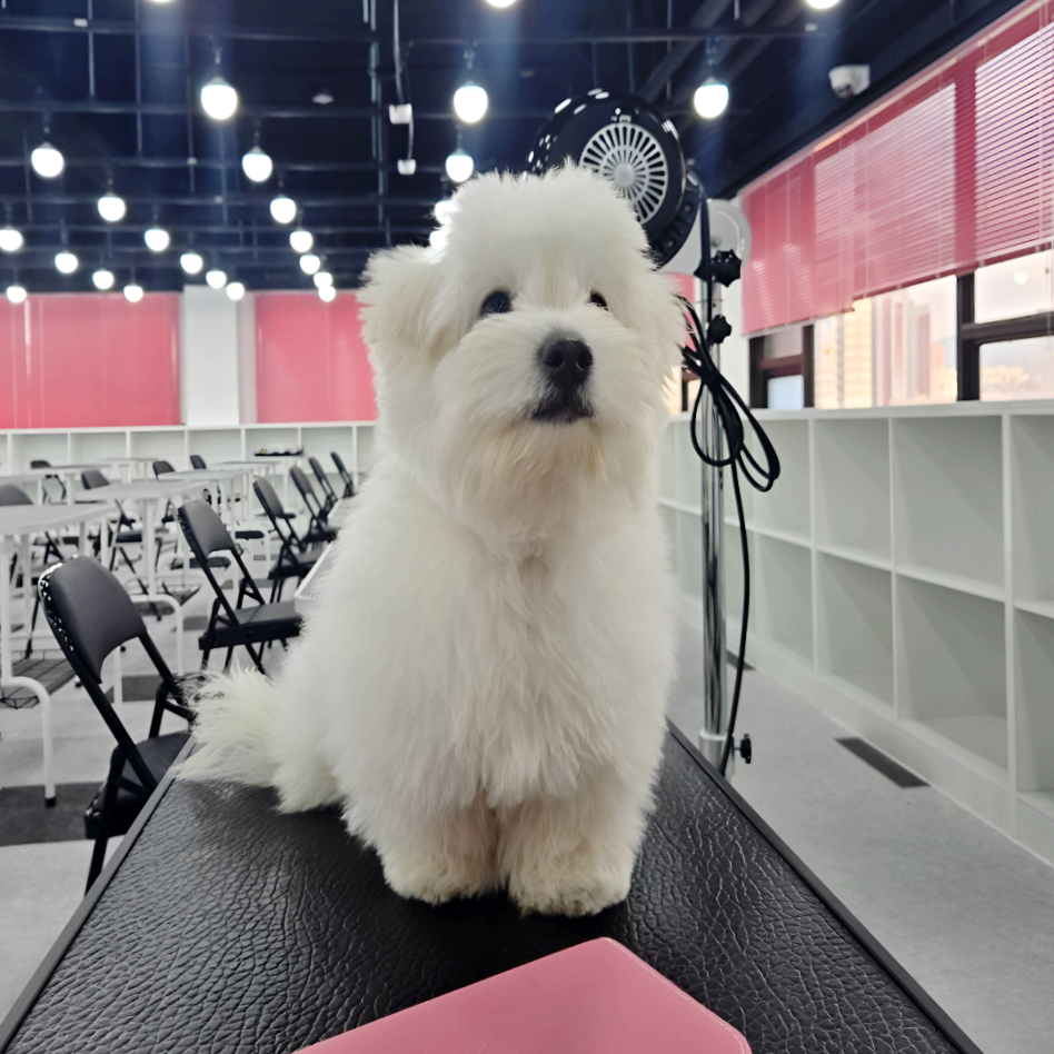 수원 애견미용학원 가격 및 자격증 취득 후기 — 사진 3