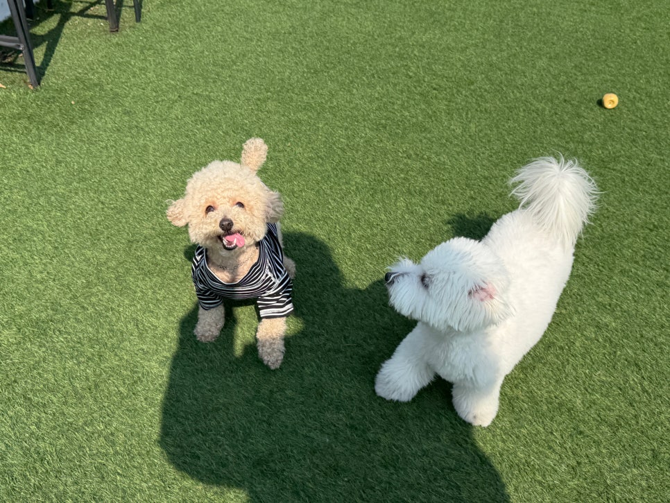 성수 애견유치원 퍼피숲의집, 첫날부터 성공적인 후기 — 사진 19