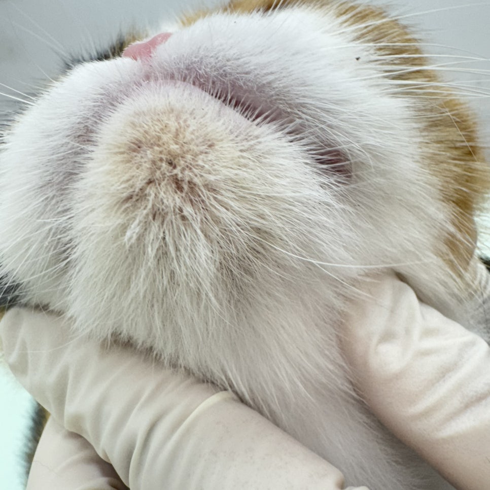 대구 고양이 무마취 미용 후기: 털 관리부터 스파까지 — 사진 6