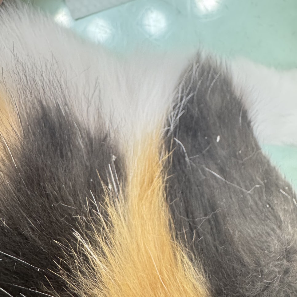 대구 고양이 무마취 미용 후기: 털 관리부터 스파까지 — 사진 7