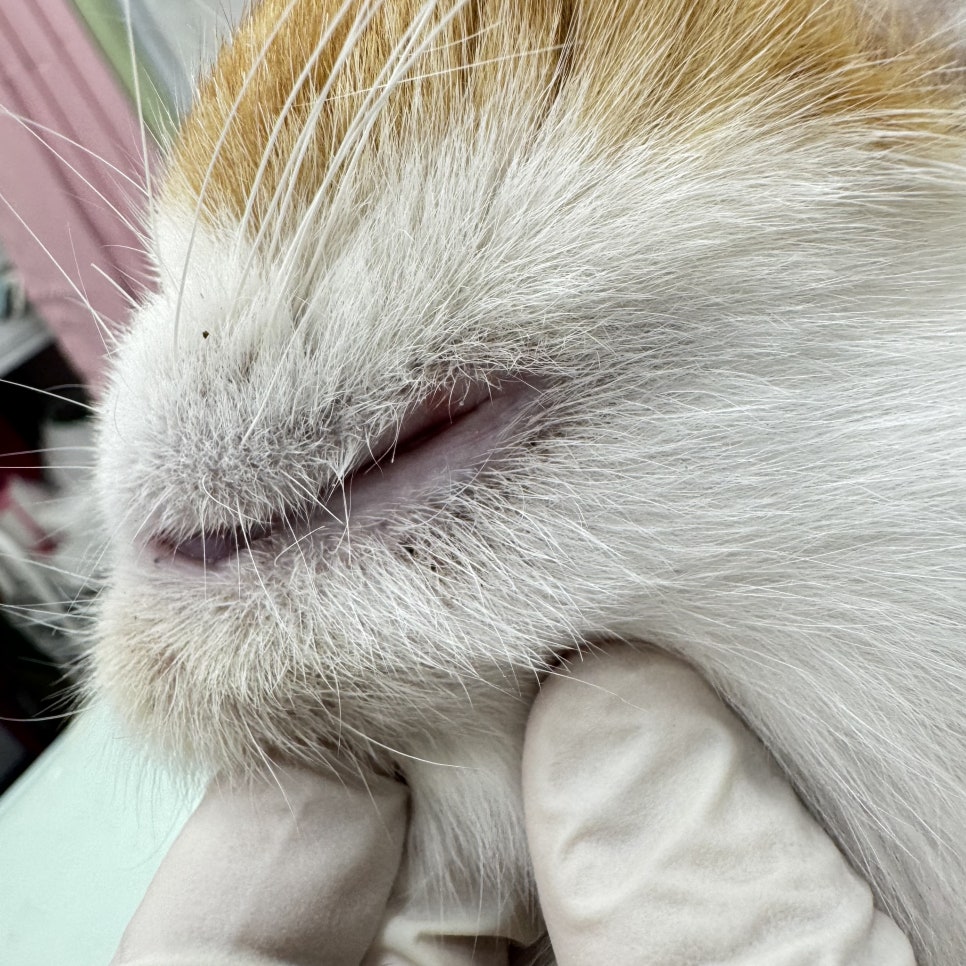 대구 고양이 무마취 미용 후기: 털 관리부터 스파까지 — 사진 2