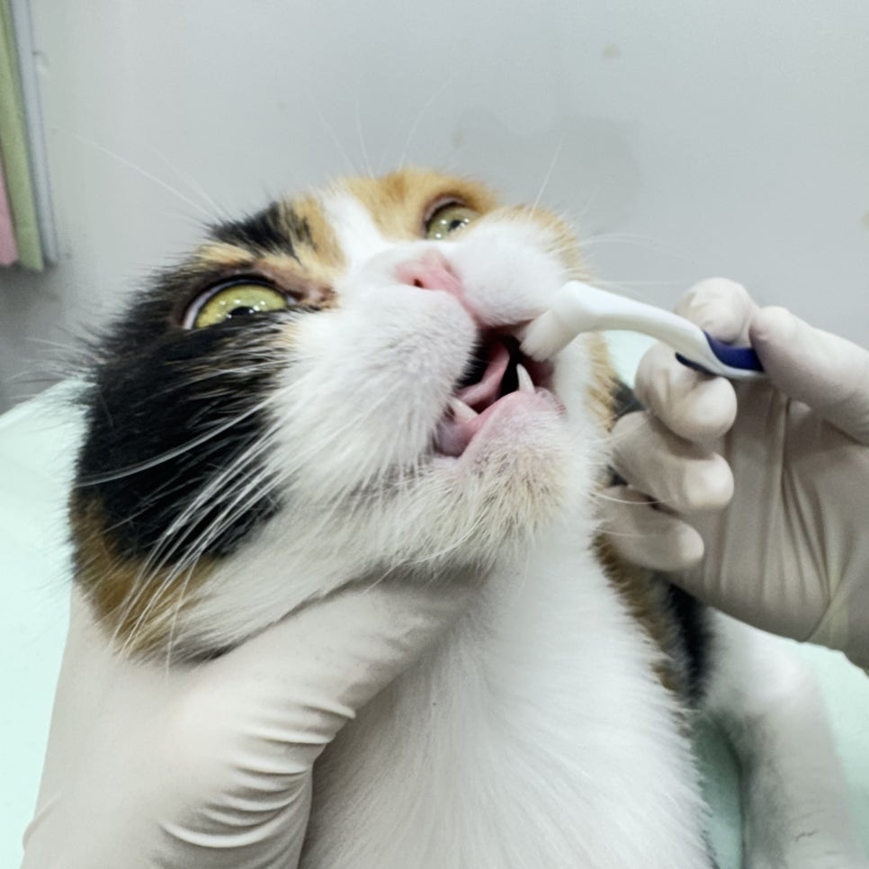 대구 고양이 무마취 미용 후기: 털 관리부터 스파까지 — 사진 3