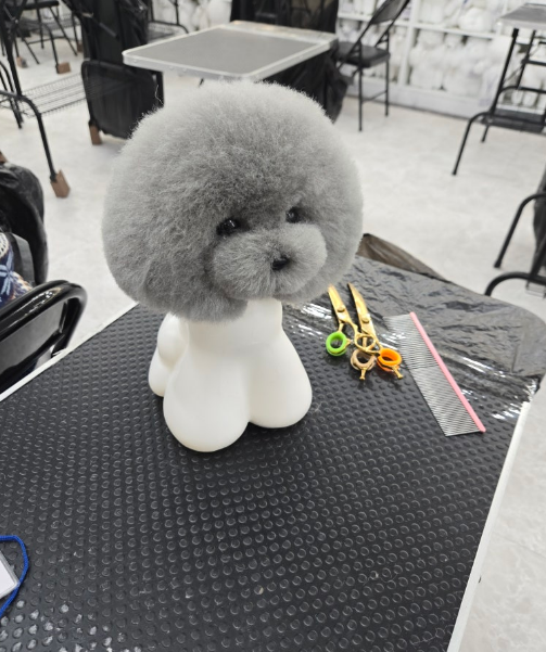 대전 애견미용학원, 이바우펫에서 자격증 취득하기 — 사진 5