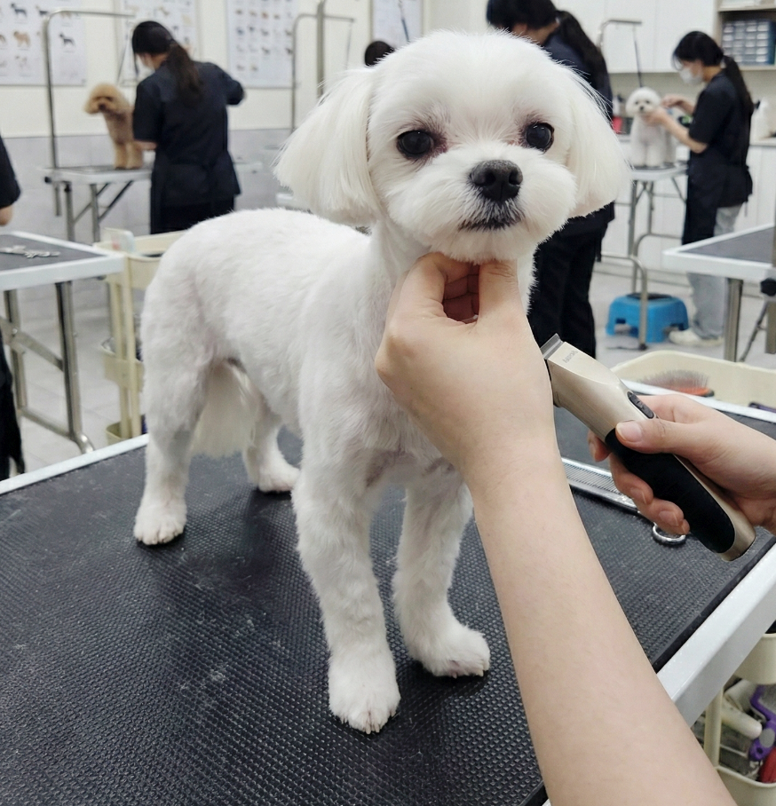 부천 강아지미용학원 주말반 자격증 비용 및 후기 — 사진 4