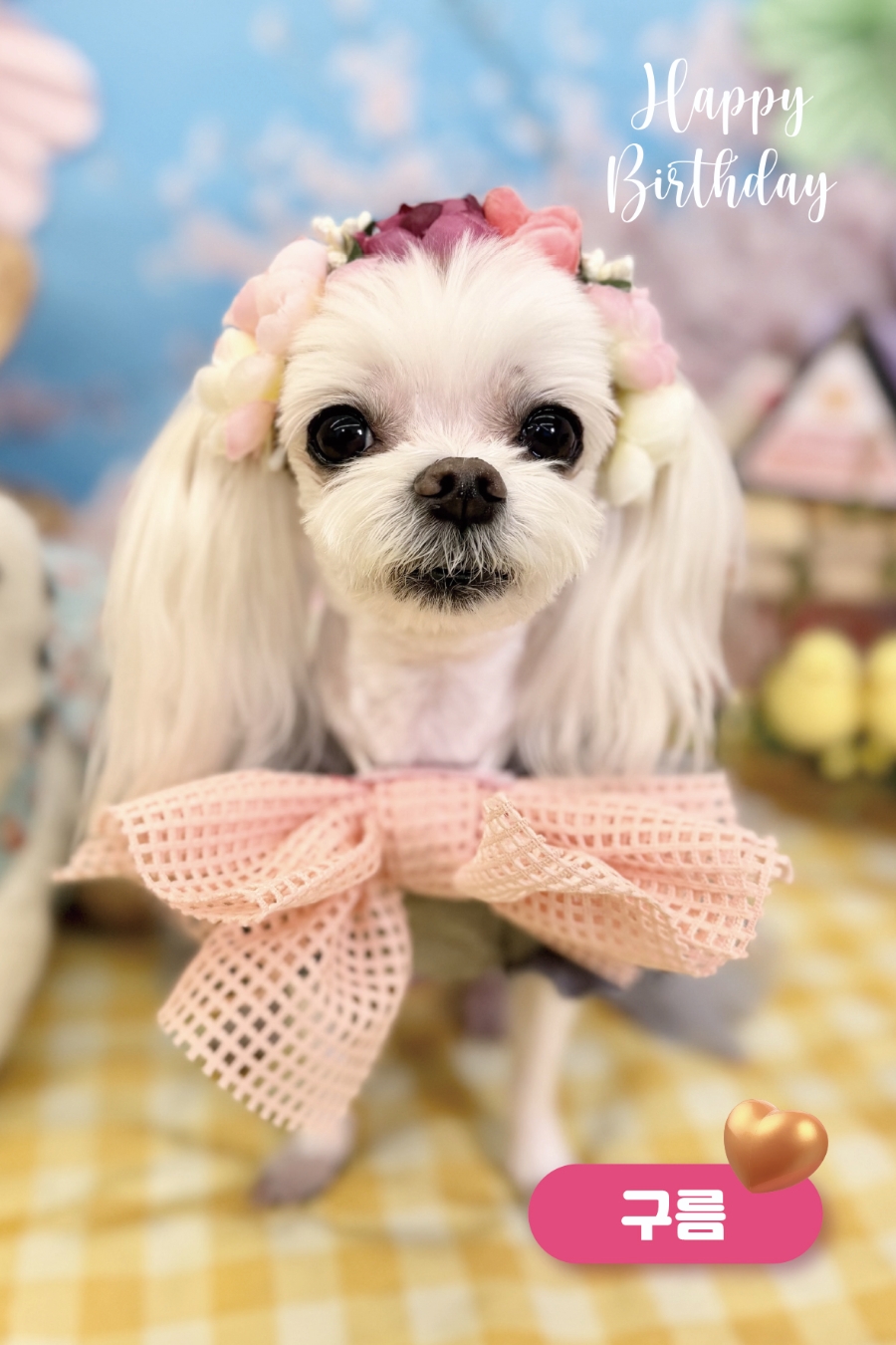 서초 강아지 유치원 스타몽, 봄맞이 생일파티 후기 — 사진 6