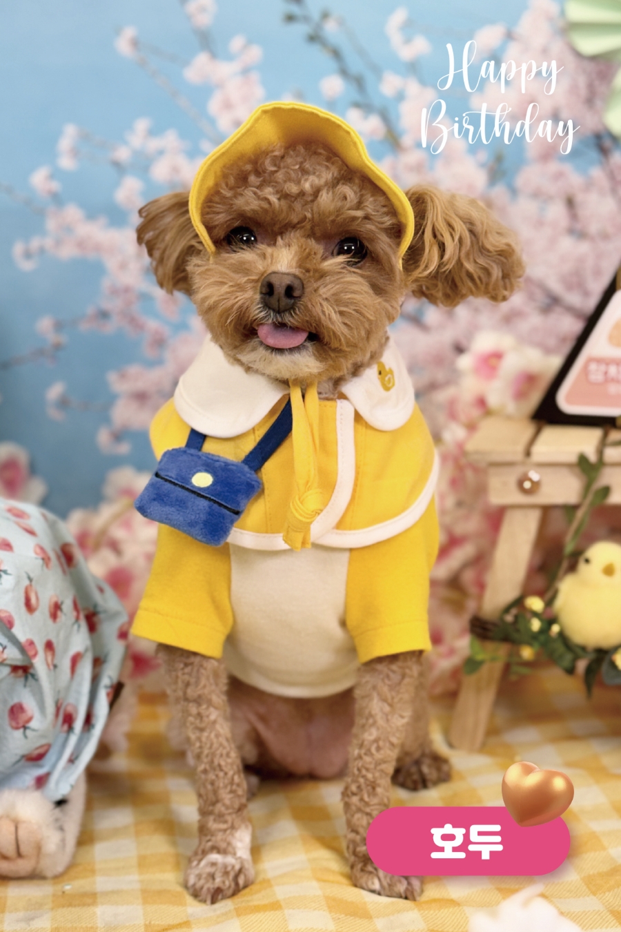 서초 강아지 유치원 스타몽, 봄맞이 생일파티 후기 — 사진 7