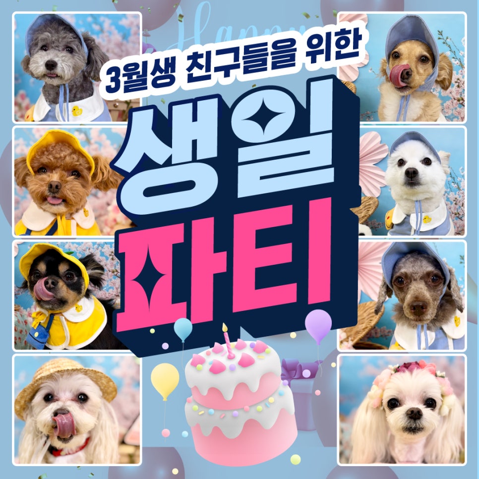 서초 강아지 유치원 스타몽, 봄맞이 생일파티 후기