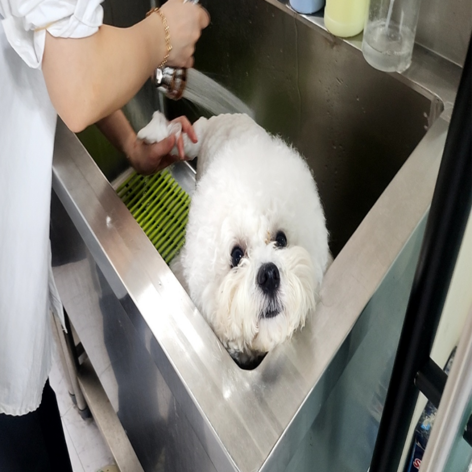 서울 강아지미용학원 비용 및 주말반 후기 — 사진 2