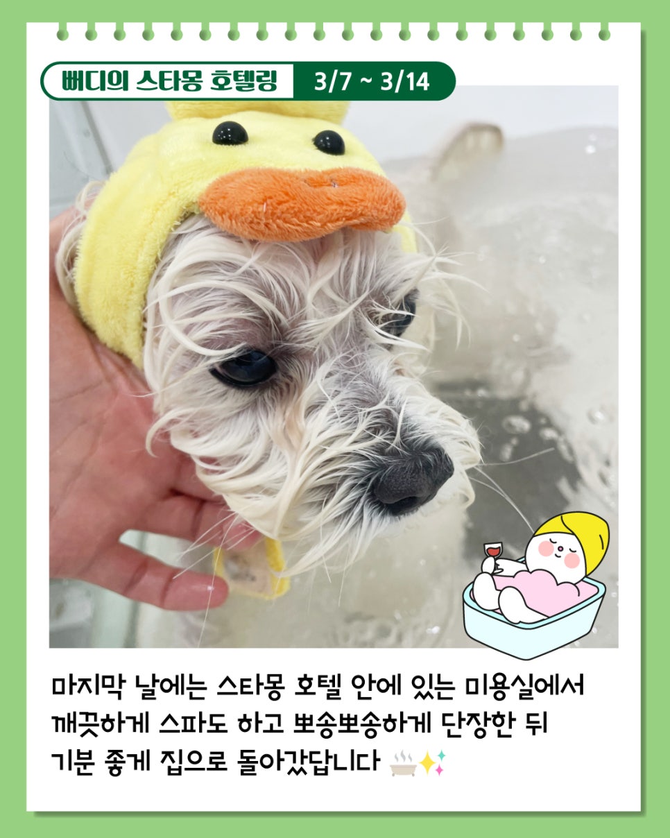 서초 애견호텔 스타몽, 7박 8일 호텔링 후기 — 사진 8
