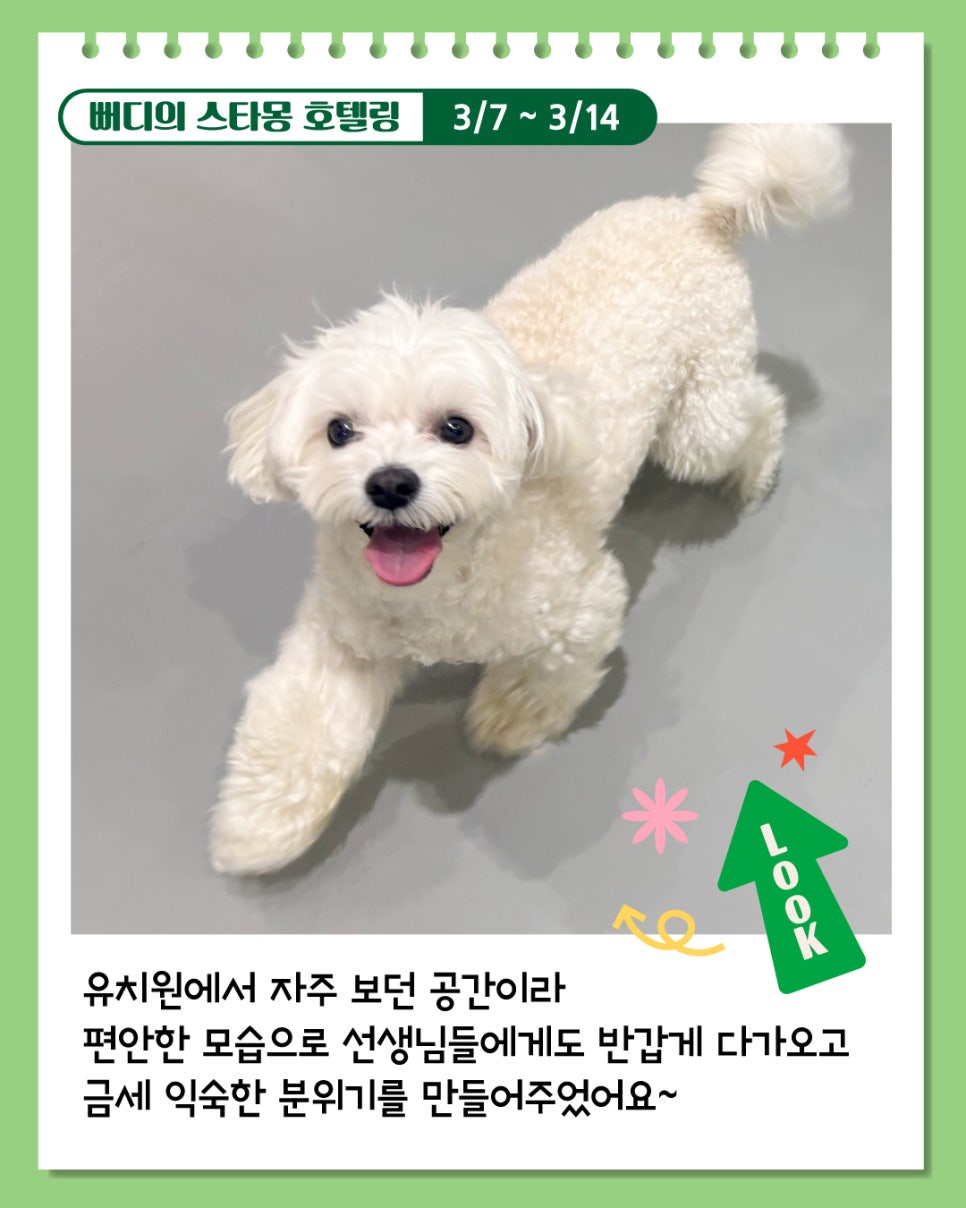 서초 애견호텔 스타몽, 7박 8일 호텔링 후기 — 사진 3