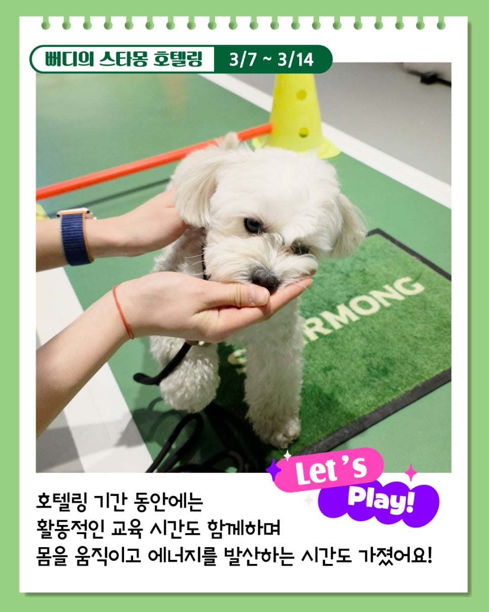 서초 애견호텔 스타몽, 7박 8일 호텔링 후기 — 사진 2