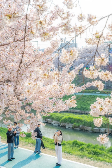 브로콜리 지역정보 관련 사진 14