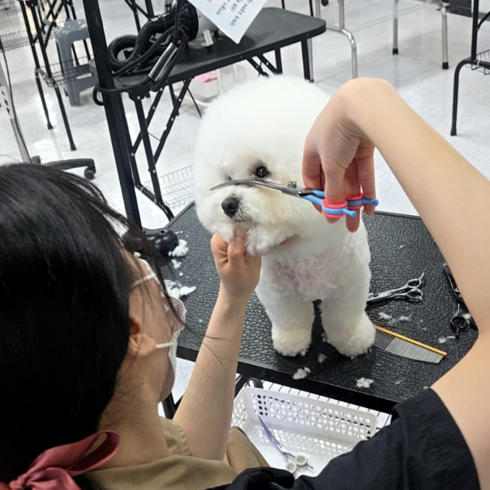 서울 강아지미용학원 비용 및 주말반 후기 — 사진 7