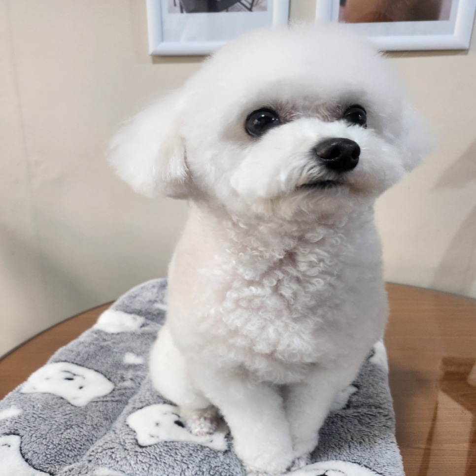 서울 강아지미용학원 비용 및 주말반 후기 — 사진 13