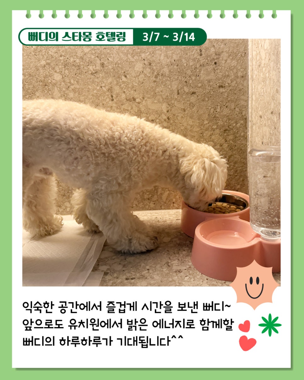 서초 애견호텔 스타몽, 7박 8일 호텔링 후기 — 사진 6