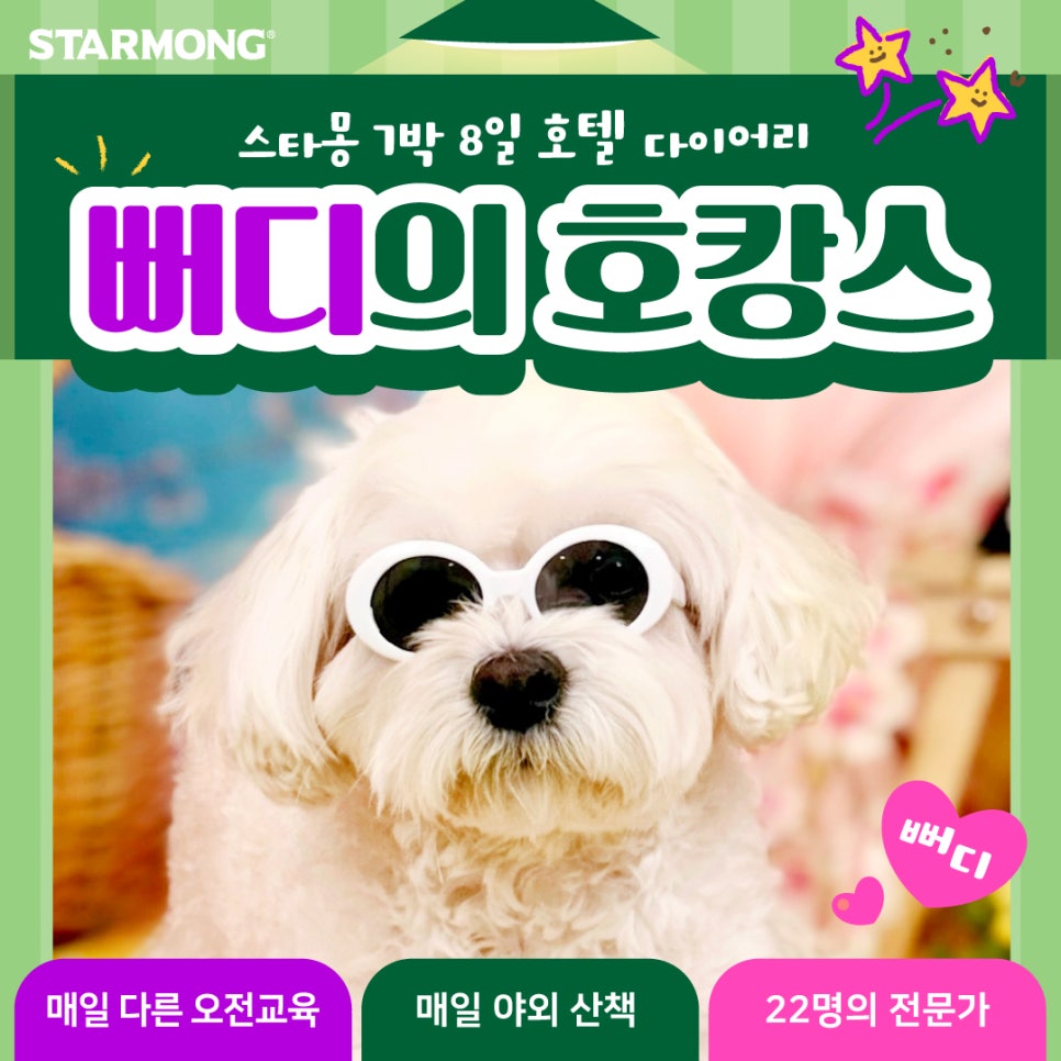 서초 애견호텔 스타몽, 7박 8일 호텔링 후기