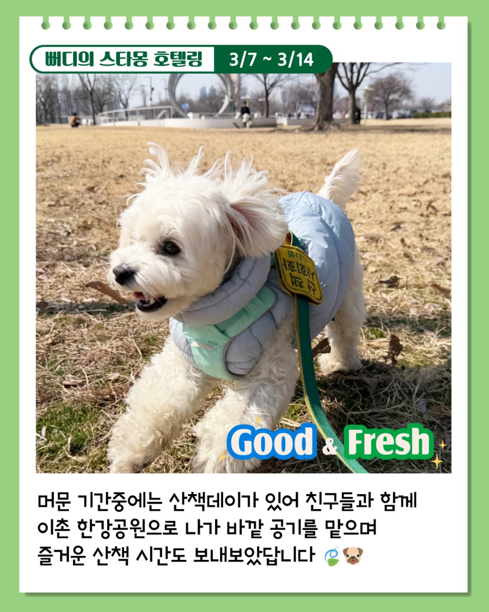 서초 애견호텔 스타몽, 7박 8일 호텔링 후기 — 사진 4