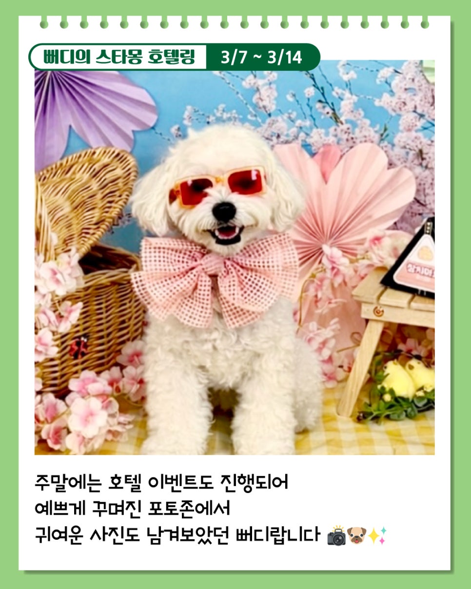 서초 애견호텔 스타몽, 7박 8일 호텔링 후기 — 사진 5