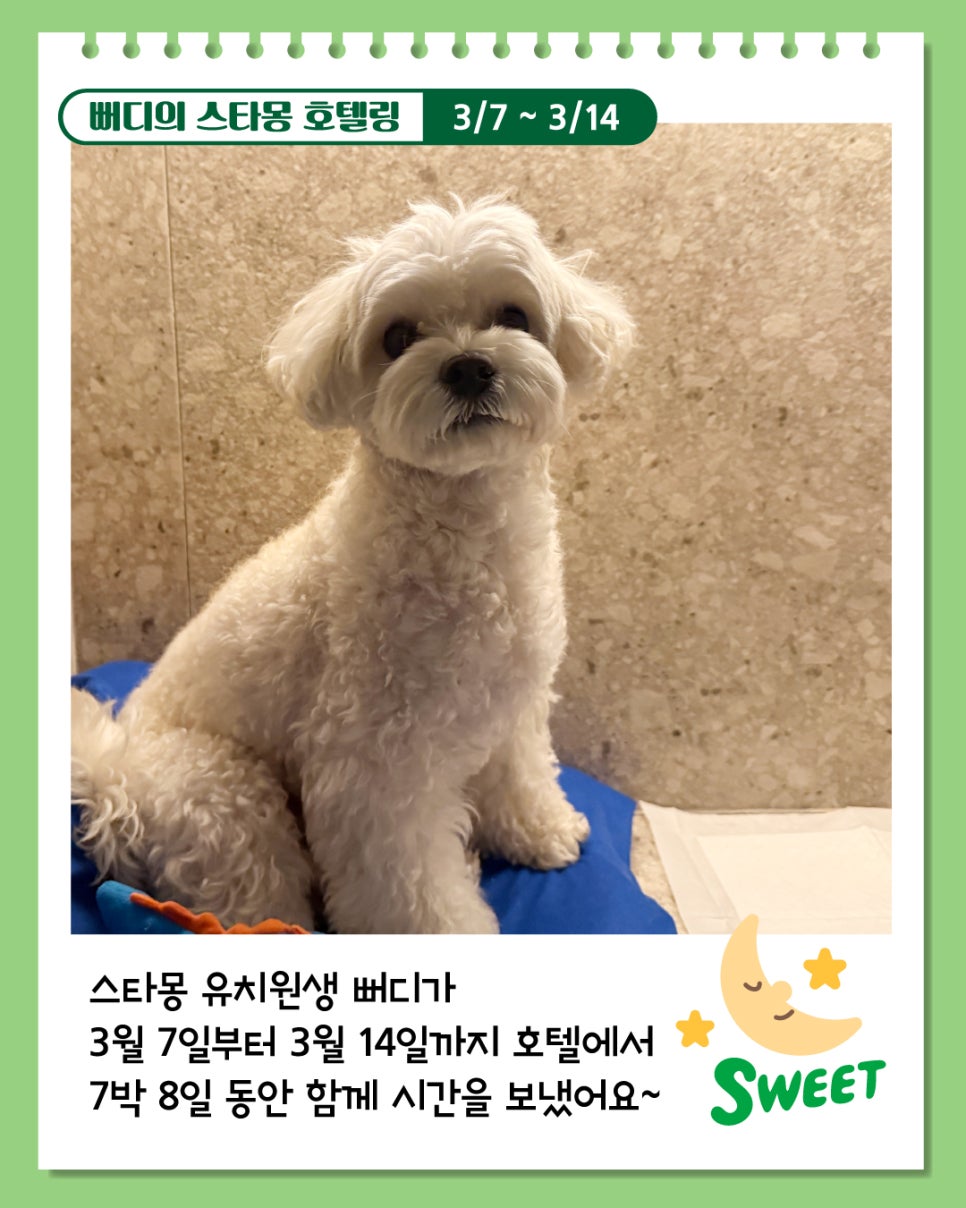 서초 애견호텔 스타몽, 7박 8일 호텔링 후기 — 사진 7