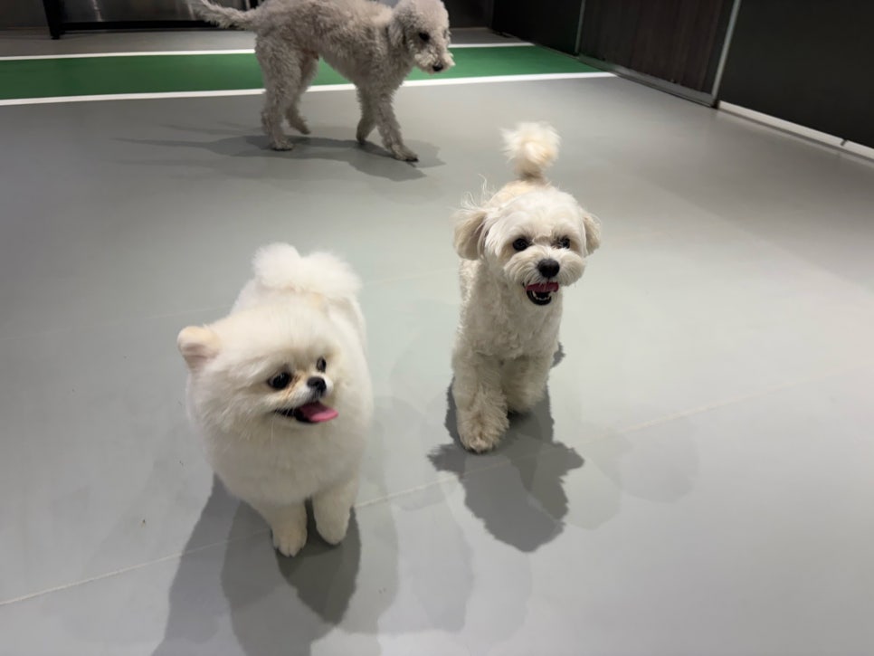 서초 애견호텔 스타몽, 7박 8일 호텔링 후기 — 사진 9