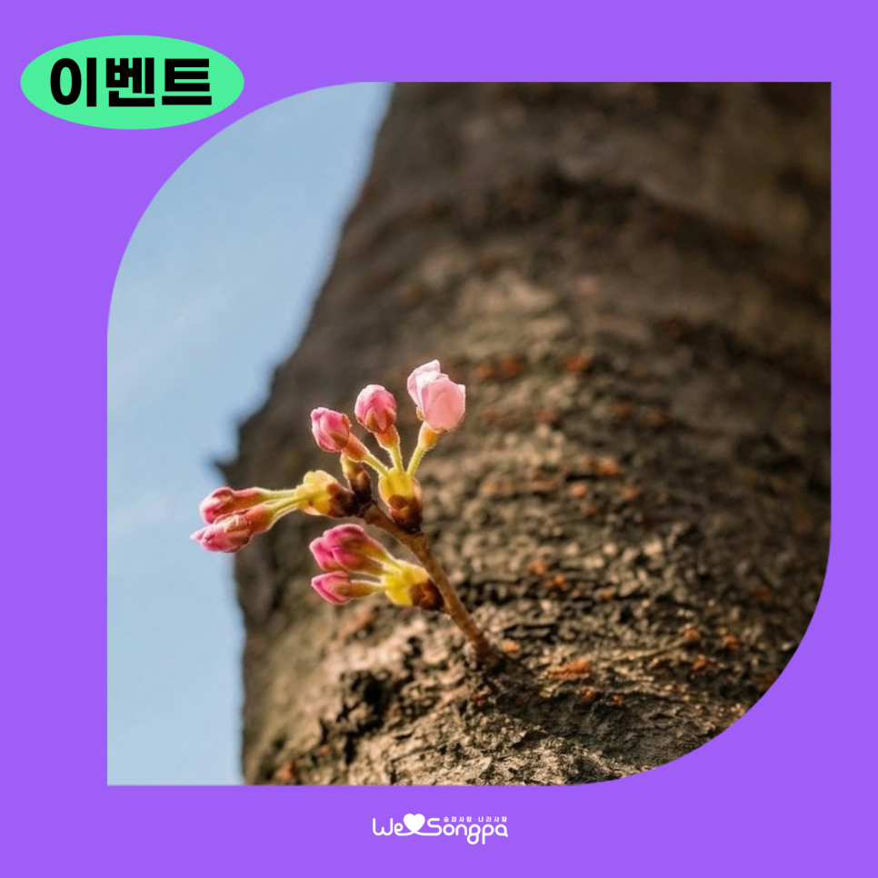 브로콜리 지역정보 관련 사진 1