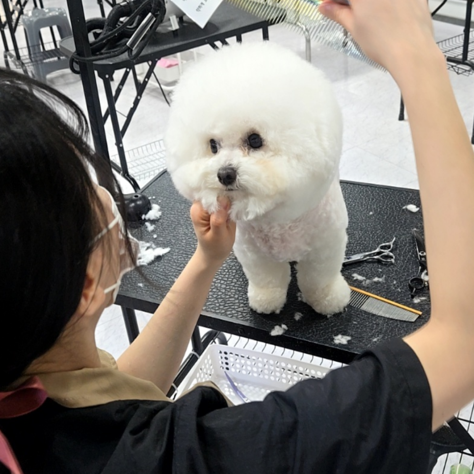 서울 강아지미용학원 비용 및 주말반 후기 — 사진 5