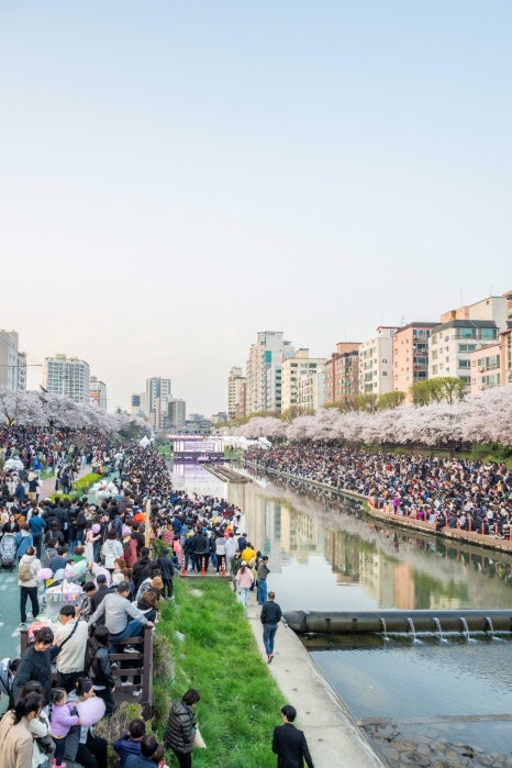 브로콜리 지역정보 관련 사진 8