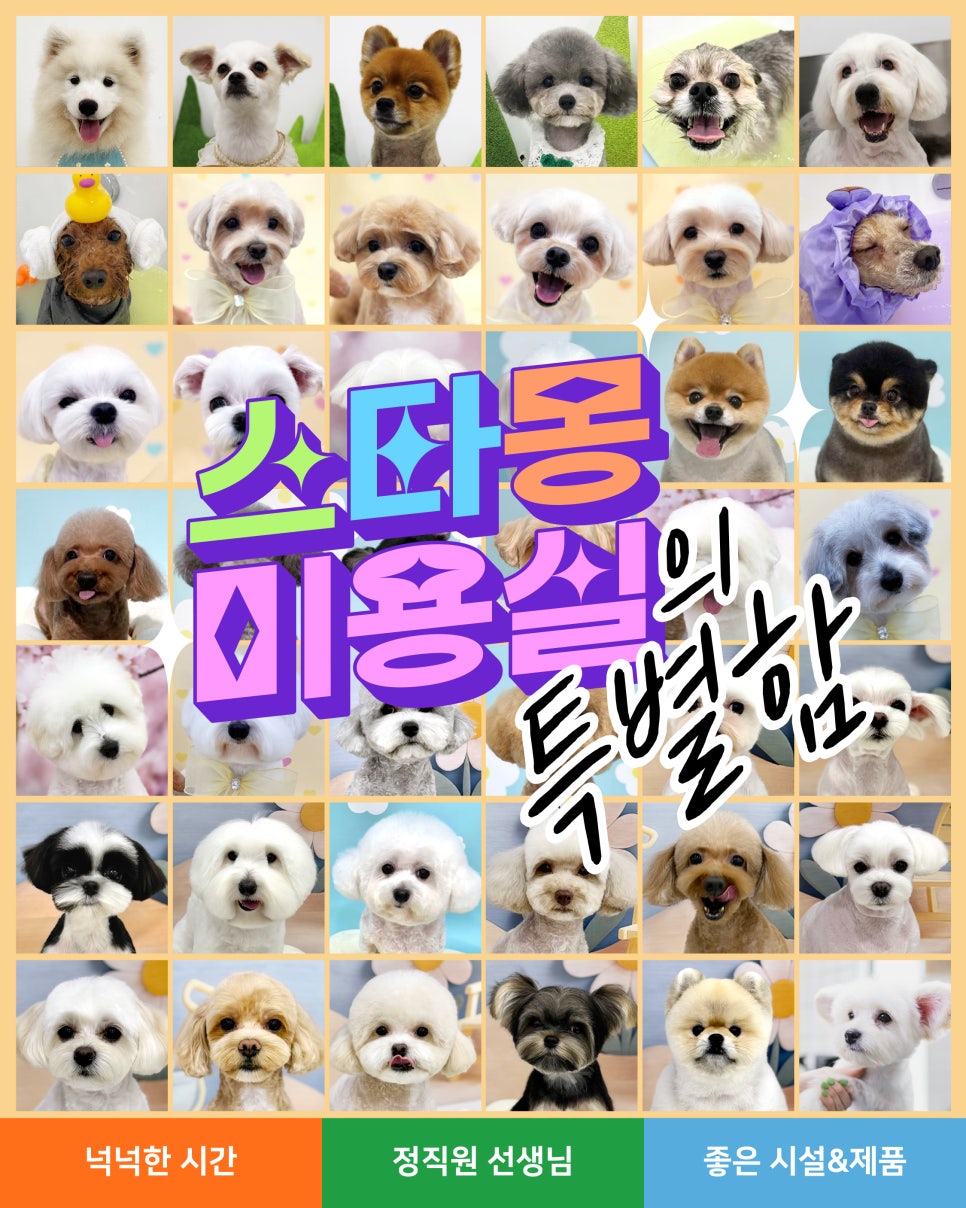 반포 애견미용 추천: 스타몽 맞춤 스타일링 — 사진 8