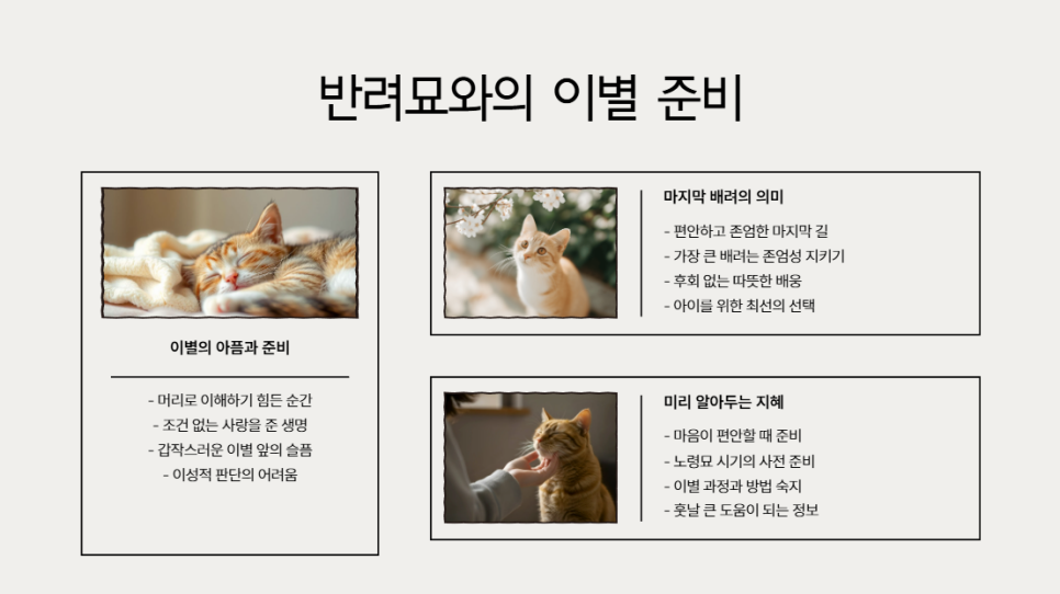 인천 고양이 장례, 후회 없는 따뜻한 배웅 안내 — 사진 2
